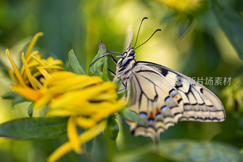 蝴蝶Papilio machaon